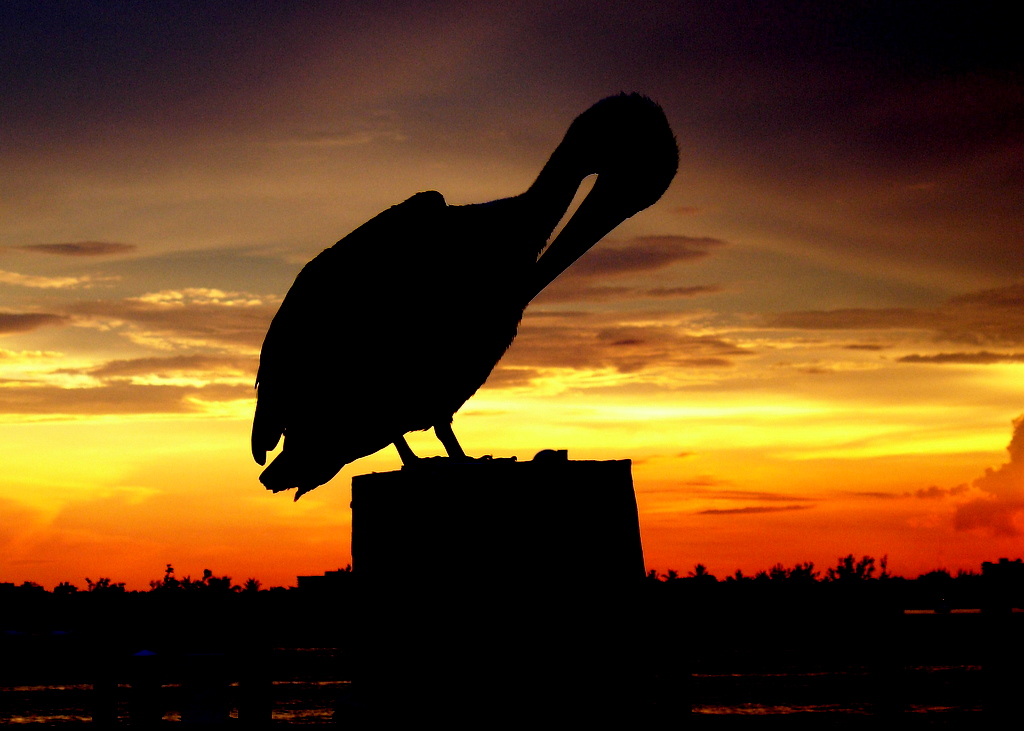 A pelican in silhouette on a piling against an orange sky