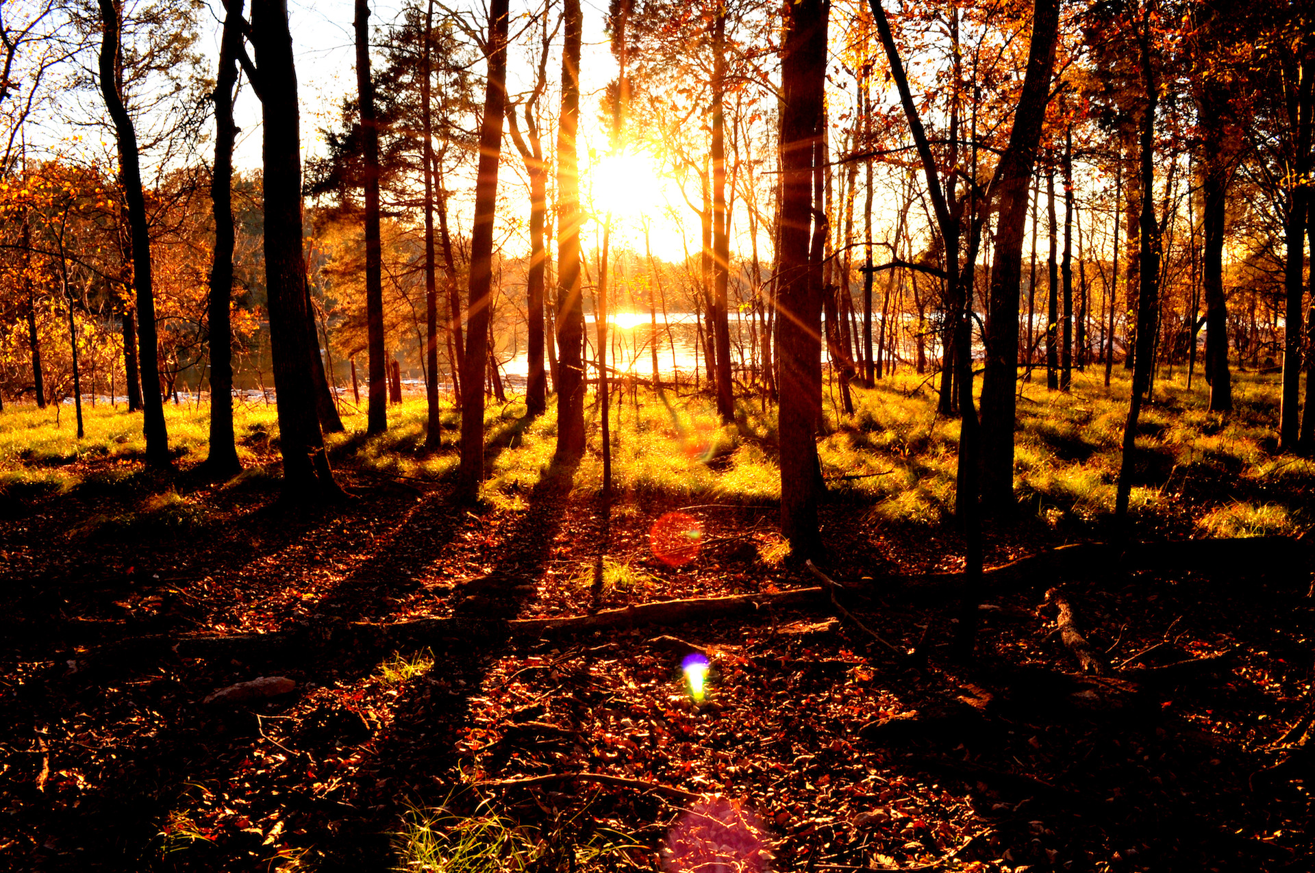 Low sun breaking through a stand of trees