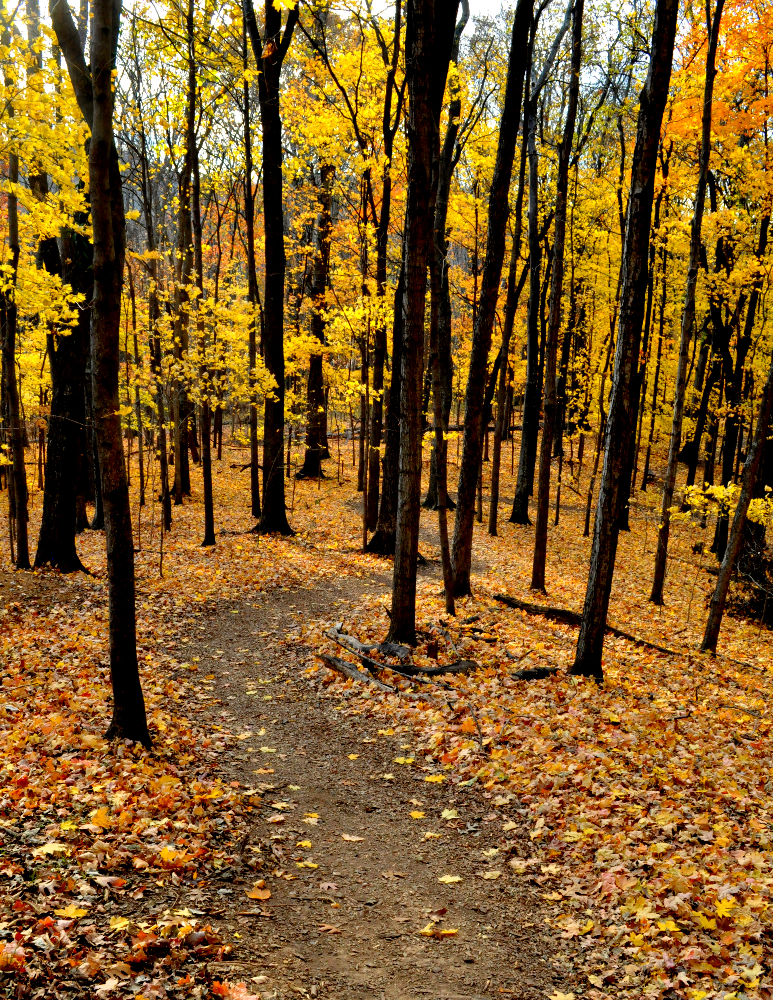 A leaf-covered path through yellow autumn woods